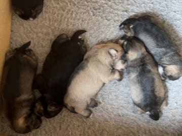 Miniature Schnauzer · Partille · Encalnas' Kennel