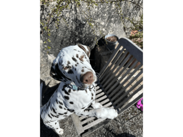 Dalmatiner · Frekhaug · Kennel Shospot