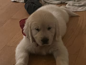 Golden retriever · Tjällmo · Ekbergarn’s  kennel