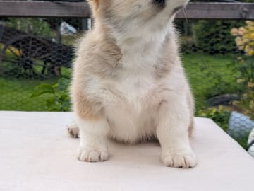 Welsh Corgi Pembroke · Braskereidfoss · Striolin