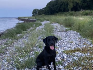 Labrador retriever · Hornslet · Tomas Jansen, Sarah Raluy Brøchner