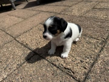 Jack russell terrier · Lidköping · Andreas Friberg