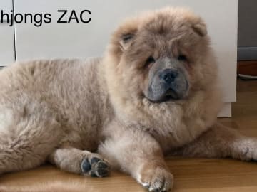Chow chow · Luleå · Mihjongs