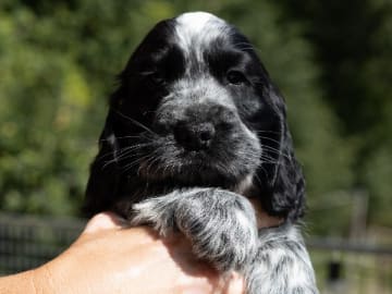 Cocker spaniel · Trollhättan · Perchwater