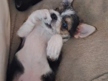 Yorkie malteser shi tzu og chih blanding · Hønefoss · Linda Regine Hauge S.