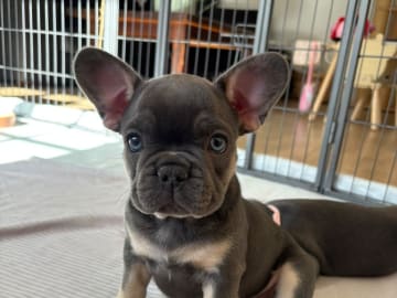 French Bulldog · Munka-ljungby · Skogslyckan