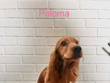 Cocker spaniel mor Cocker spaniel far · Råde · Mariela Mitrikova