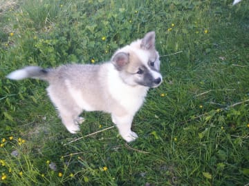 Isländsk Fårhund · Bjuråker · Sannasus