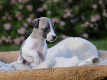 Whippet · Gran · Ann-Karin Skyggen Lystad