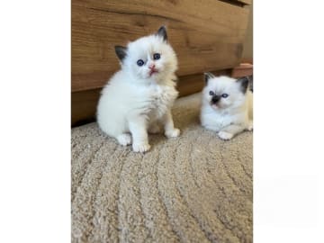 Ragdoll · Trollhättan · SE*Sapphire Blue Eyes