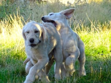 Labradoodle · överkalix · Humlehjarta