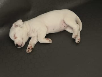 Jack russell terrier · åstorp · Dzenita R.