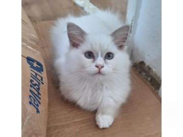 Ragdoll · Anderslöv · S*Earth Angel's