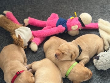 Labrador retriever · Enviken · Tyskgårdens
