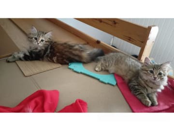 Sibirisk katt · Idkerberget · SE*Tayna Urala