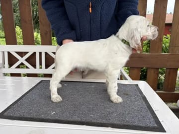 Engelsk setter · Levanger · Martin Gaard