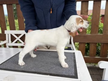 Engelsk setter · Levanger · Martin Gaard