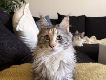 Maine Coon · Bjursås · Estelle W.
