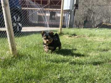 Yorkshireterrier · Vårgårda · Charlotte A.