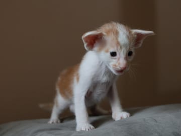 Orientaliskt korthår · Storebø · Oriental Adore Cattery