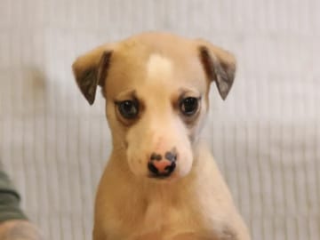 Whippet · Storås · Allfirda