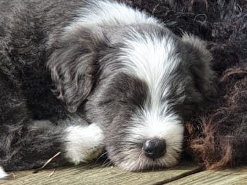 Bearded collie · Åskloster · Kennel Happy Landing