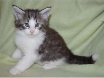 Norwegian Forest · Edsvalla · S*Pysida's
