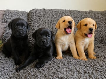 Labrador retriever · Kågeröd · Johan F.