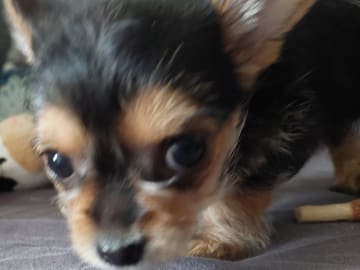 Chorkie · Vårby · DochD