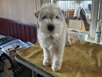 Dvärgschnauzer