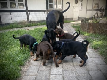 Dobermann · Skippinge · Iztaris