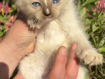Ragdoll · Vittsjö · Fluffssons