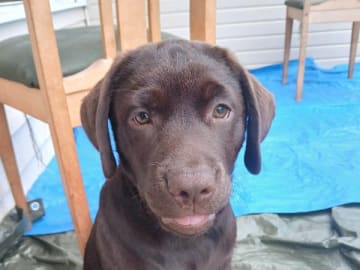 Labrador retriever · Ljungbyholm · Dineroo's Kennel