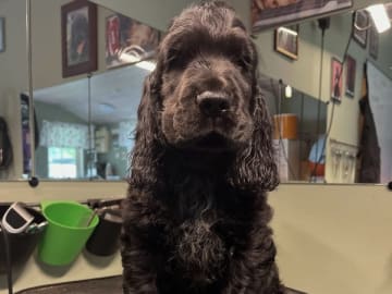 Cocker spaniel · Tollarp · Drömflockens