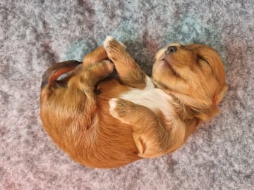Havanese · Næstved · Tania Alexander