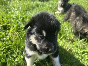 Siberian Husky · Stehag · Millie o Milo kennel