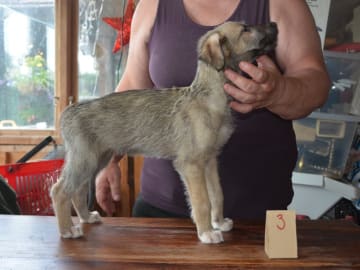 Irsk ulvehund · Stora Levene · Åkerö's