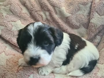 Bichon havanais · Andebu · Susann Cerin Villandseie