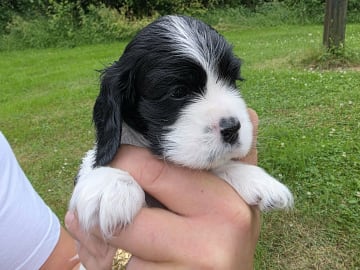 Amerikansk cockerspaniel Kavaljer King Charles Spaniel · Lövstabruk · Irene M.