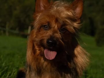 Australisk terrier · Røkland · Linn Iris Jansen