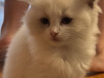 Ragdoll · Norrköping · Benjamin I.
