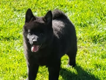 Schipperke · Saxtorp · Lövgrodans kennel