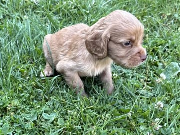 Cocker spaniel · Grimstad · Audun Andre Larsen