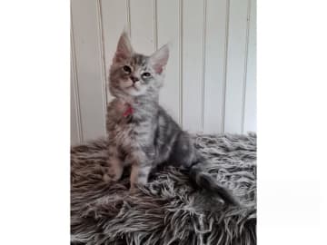 Maine Coon · Glanshammar · SE*Trollius New Moon