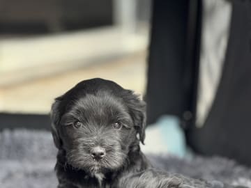 Tibetan Terrier · Skokloster · Solstickans