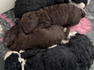 Perro de Agua Espanol · Lysekloster · Camilla Kvamme Røstum