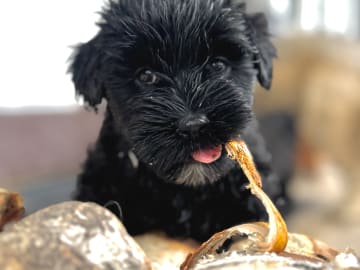 Tibetansk terrier · Skokloster · Solstickans