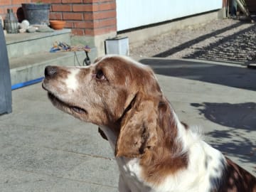 Welsh springer spaniel · Gustavsberg · Ghillsbay