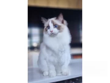Ragdoll · Väse · SE*Wernigerodes