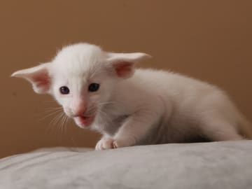 Oriental Adore Cattery